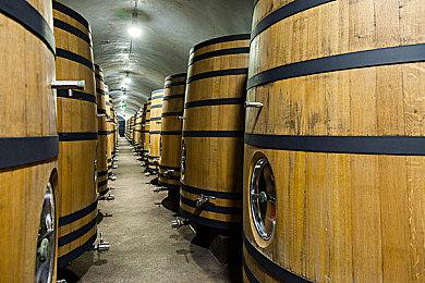 《怪物猎人：崛起曙光》总监公布首个关键词 “王域生物”